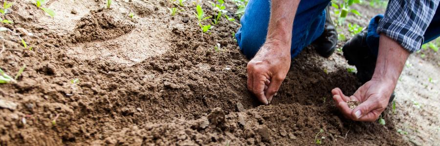 Plantação 
Piqsels
