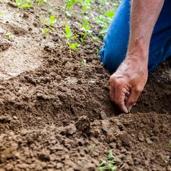 Plantação 
Piqsels
