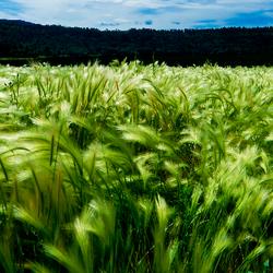 agricultura piqsels
