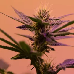 Cannabis- Unsplash
