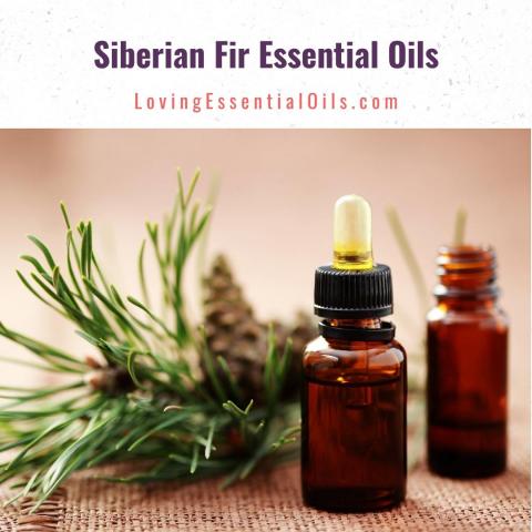 Siberian Fir Essential Oil Uses and Benefits Woodsy Diffusing Recipes Guide  2022 - Digital Journal