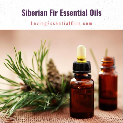 Siberian Fir Oil Uses and Benefits