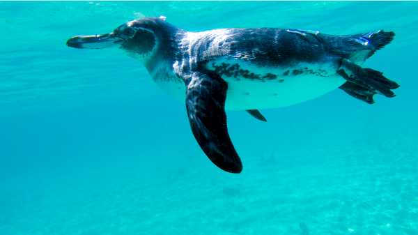 galapagos islands eco tours