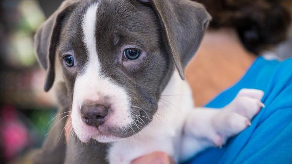 Best food for clearance blue nose pitbull puppy