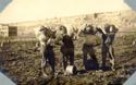 Our Boys at Work - Potato Pickers, Billings Polytechnic Institute Billings, Montana.