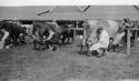 Unidentified men milking cows.