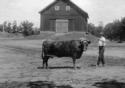 Veronica, North Oaks Farm Cattle, with man, farm building, possibly a grainery.
