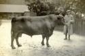 North Oaks Farm Cattle, man, and farm buildings.