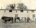 North Oaks Farm Cattle, man, and farm buildings.