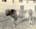 North Oaks Farm Cattle, man, and farm buildings.