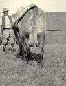North Oaks Farm Cattle in field, man, and farm buildings.