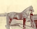 Unidentified man, horse.