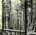 Unidentified man standing by tree, Clatsop County spruce and cedar. There is 18 billion feet of standing timber in this county, 30 x 36 miles in area.