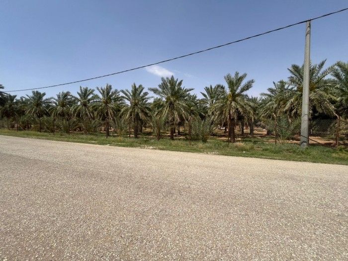البكيرية / شرق الهلالية / مزرعة متكاملة مثمرة / 500 نخلة / 28,935 م / 860664000474
