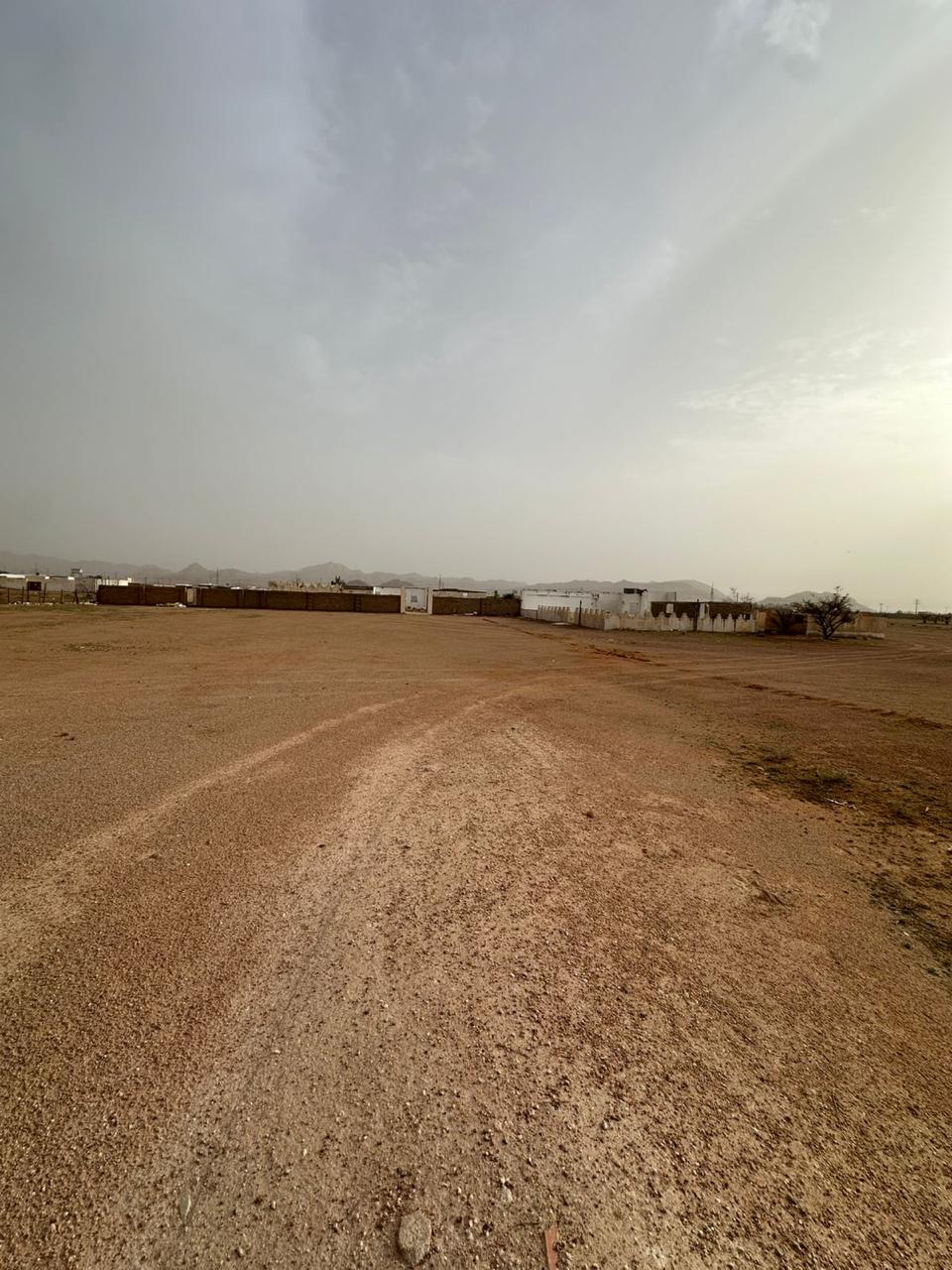 مباشر للمزادات