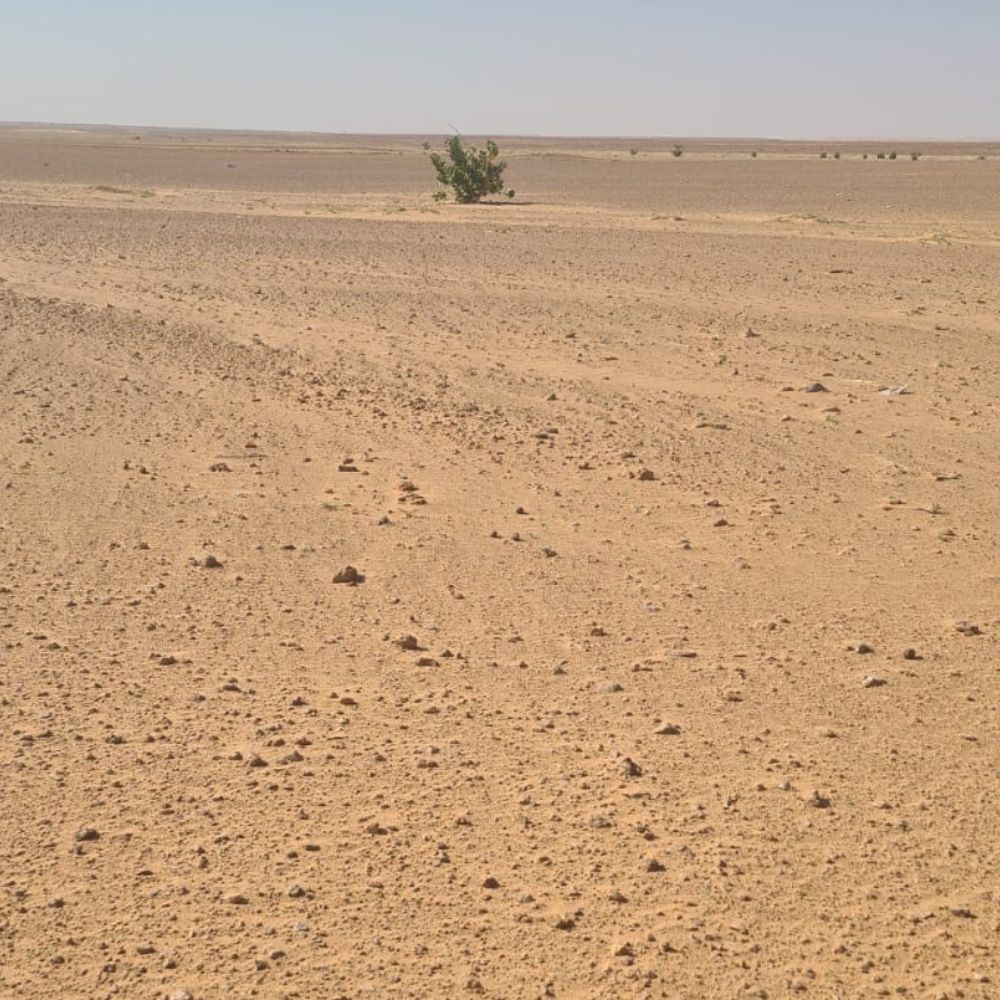 أرض زراعية في ضرماء بمساحة 10,000 متر مربع شارع 30 غربي + 15 جنوبي