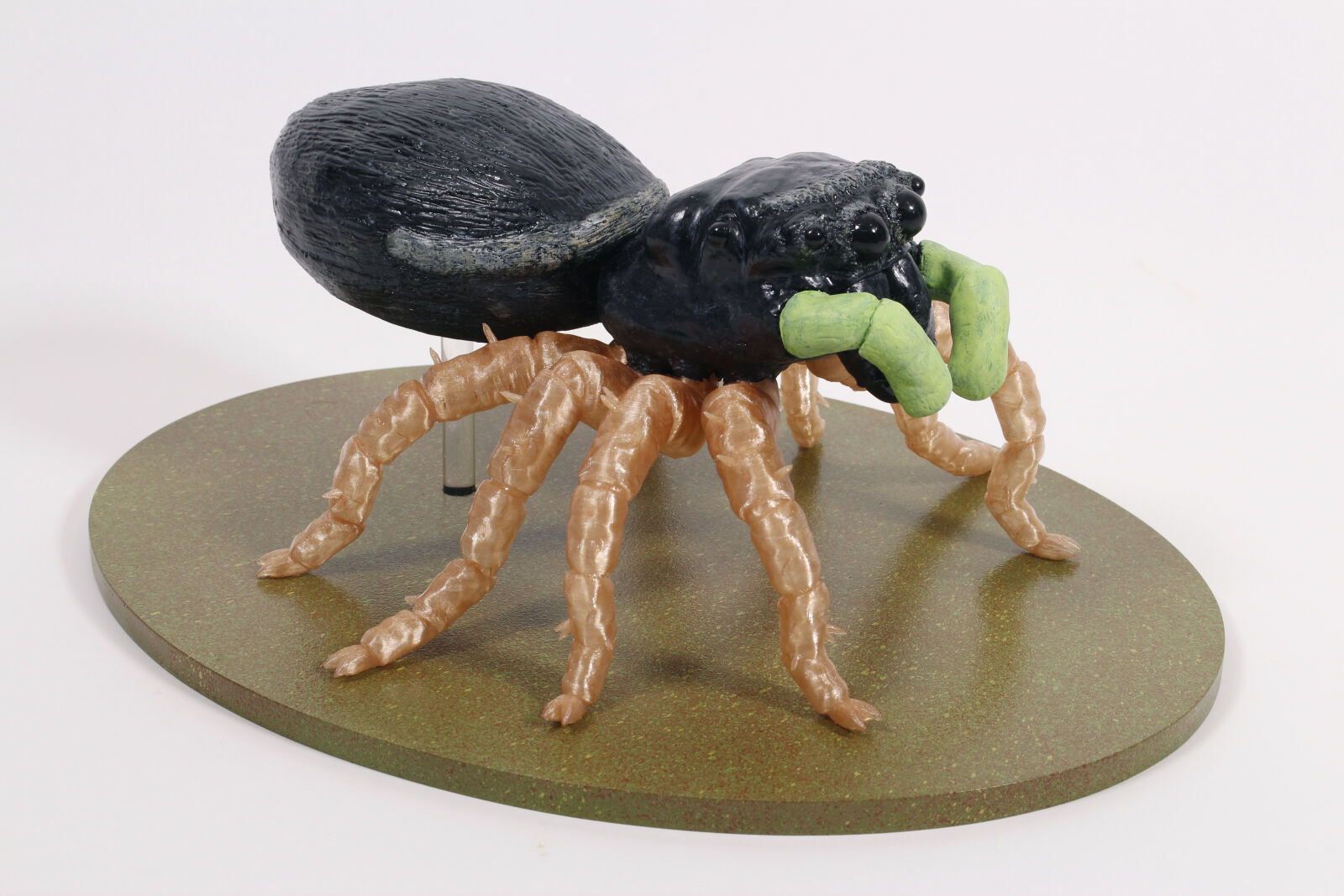 Bog Sun-Jumping Spider