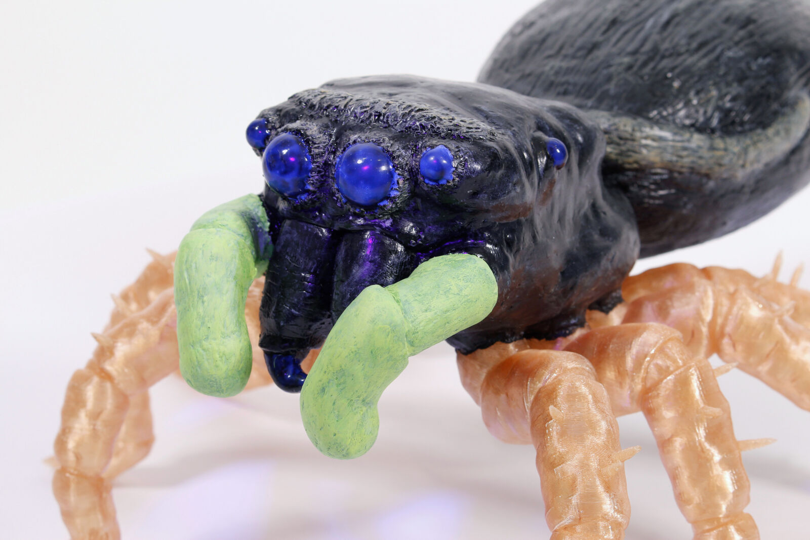 Bog Sun-Jumping Spider (UV eyes)