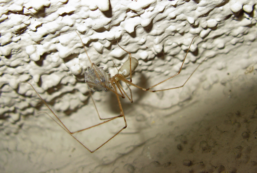 long bodied cellar spiders