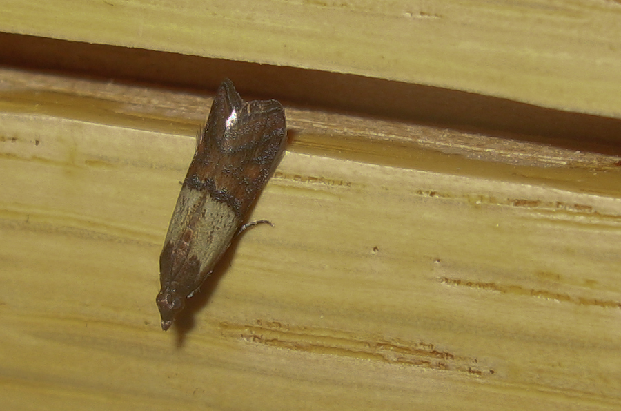 Mokka mit Schlag » Moth Monday Returns Indian Meal Moth