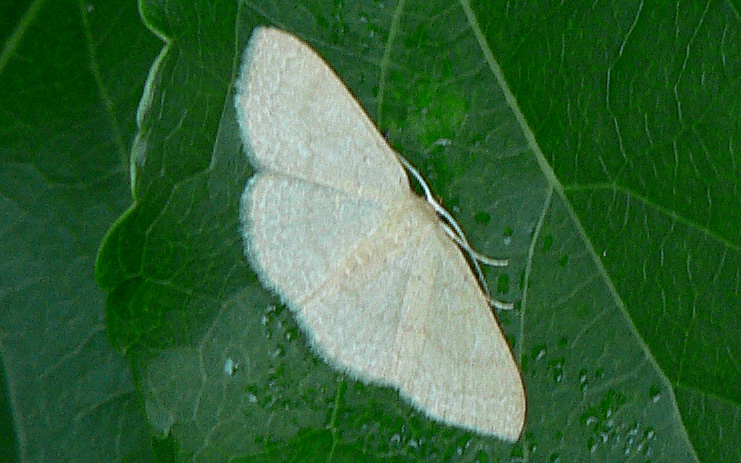 Mokka mit Schlag » Moth Monday Returns to New York: Common Tan Wave Moth