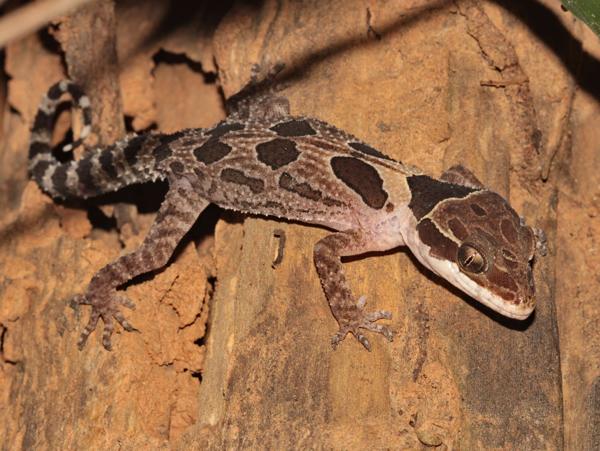 Angled Forest Gecko
