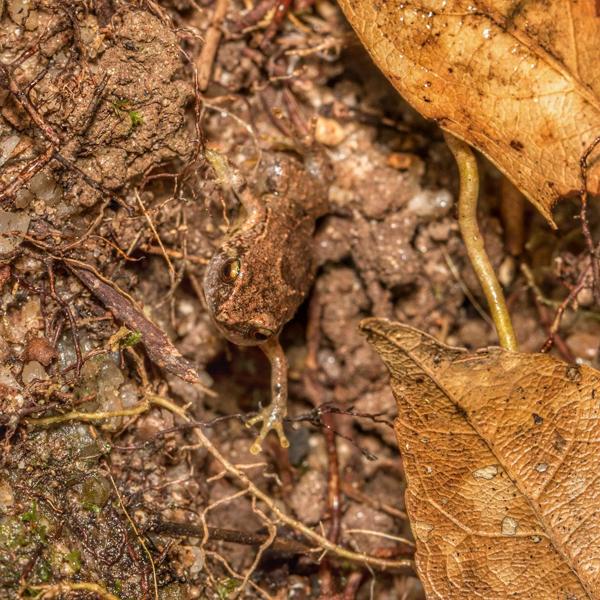 Tapping Nursery-frog