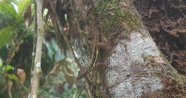 Townsend's Anole