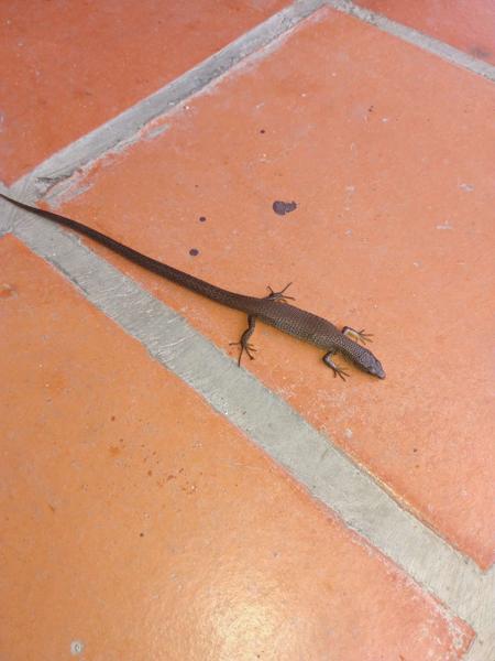 Parker's Pholiodobolus
