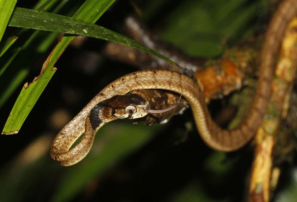 Barred Slug Eating Snake