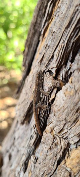 Bradfield's Dwarf Gecko