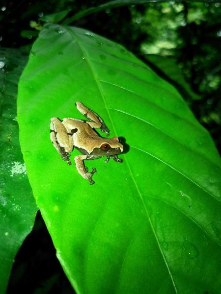 White-backed Bug-eyed Frog