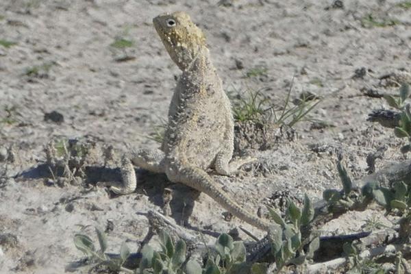 Etosha Agama