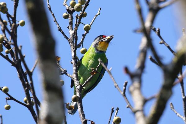Golden-throated Barbet (Violet-eared)