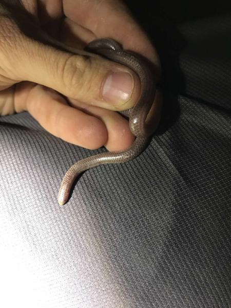 Trans-Pecos Blindsnake