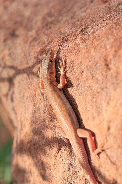 Ruben's Sand Lizard