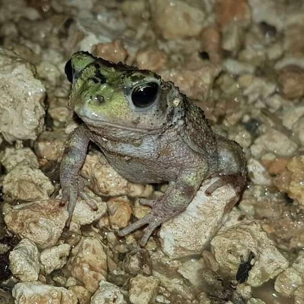 Zapata toad