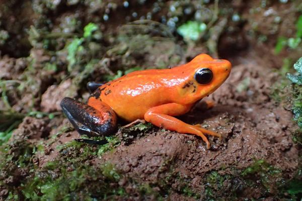 Silverstone's Poison Frog