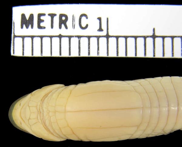 Zimbabwe Spade-snouted Worm Lizard