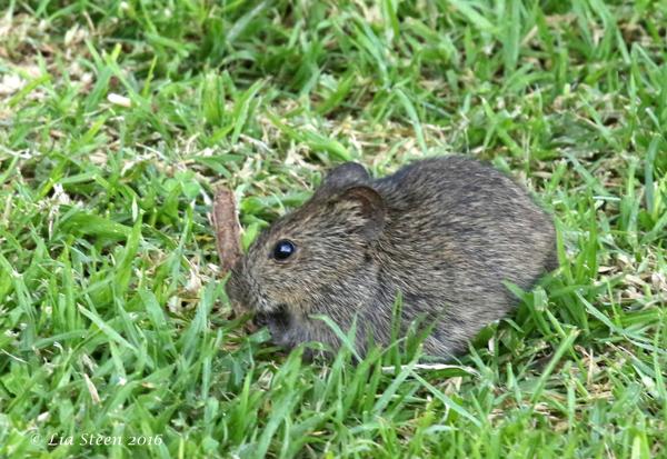 large vlei rat
