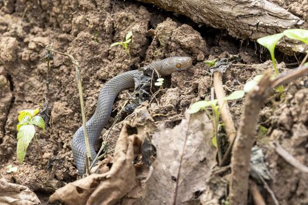 Radford's House Snake