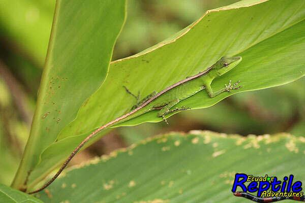 Soini's Anole