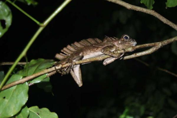 Sumatra Forest Dragon