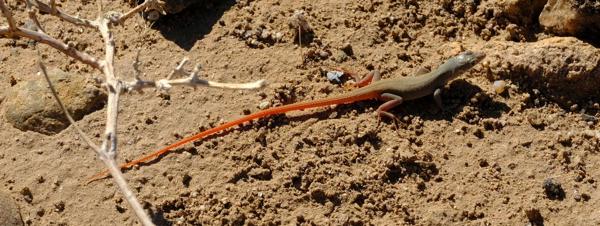 Plain Sand Lizard