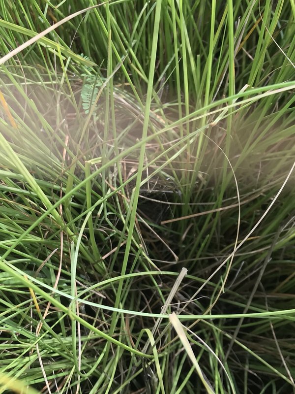 Streaky-breasted Flufftail