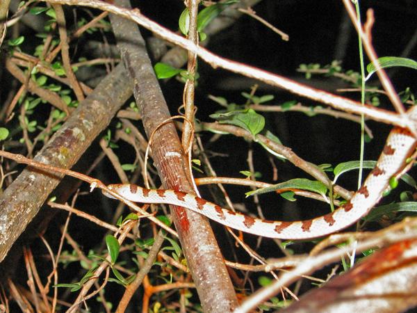 Ampijoroa Tree Snake
