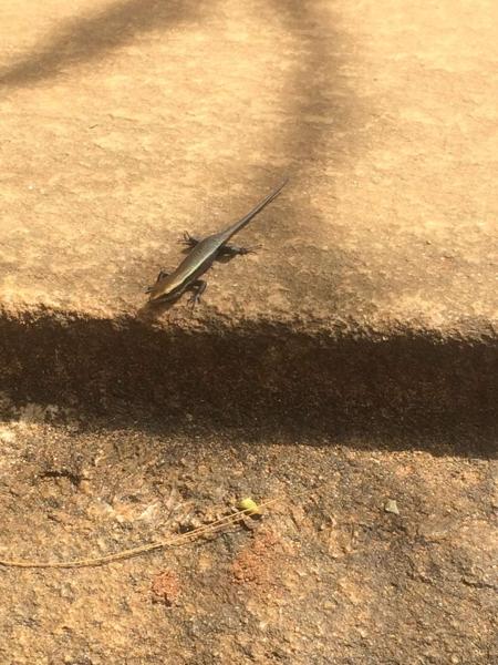 Sri Lanka Bronze Skink