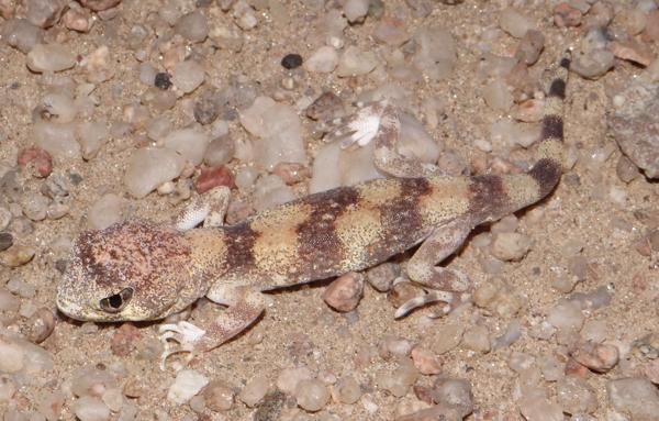 Namib Chirping Gecko