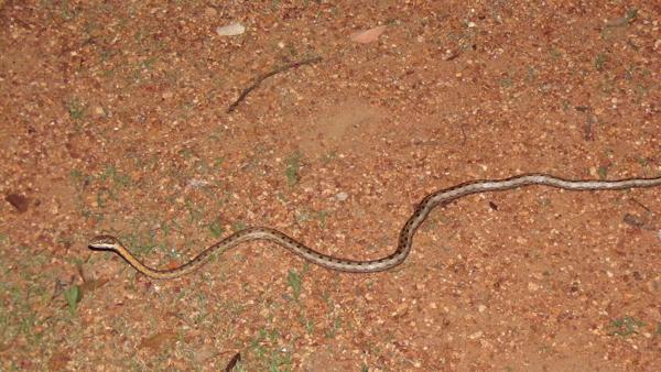 Tanganyika Sand Snake