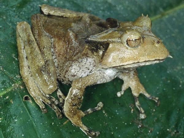 Altos de Maria Horned Treefrog